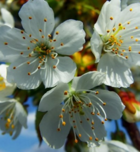Весняна магія природи народні прикмети для юних дослідників 🌸