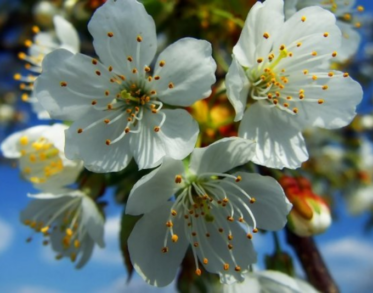 Весняна магія природи народні прикмети для юних дослідників 🌸