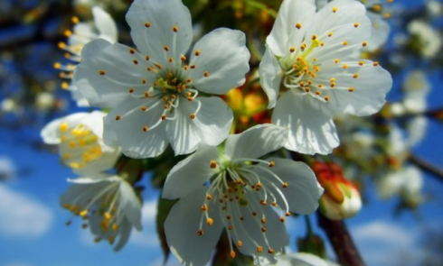 Весняна магія природи народні прикмети для юних дослідників 🌸